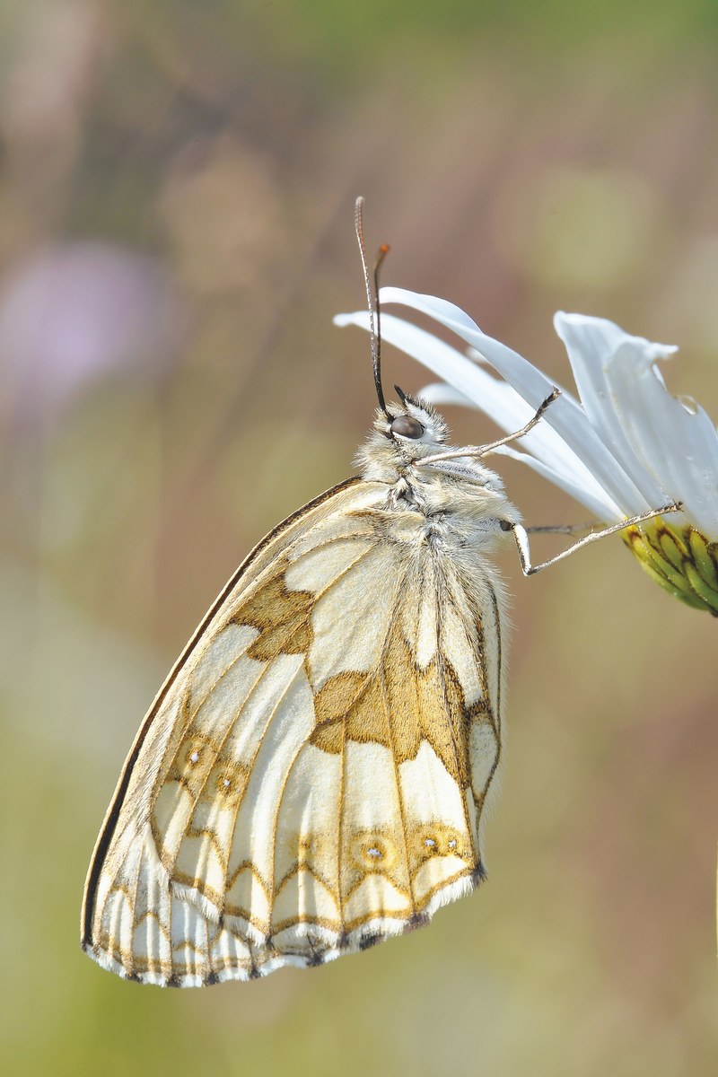 nature insect butterfly macro 4k