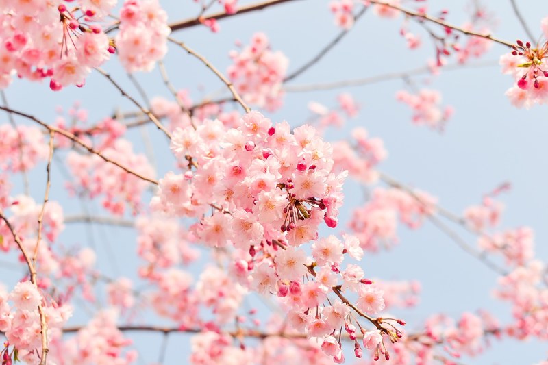 natural plant flowers cherry japan spring pink 4k