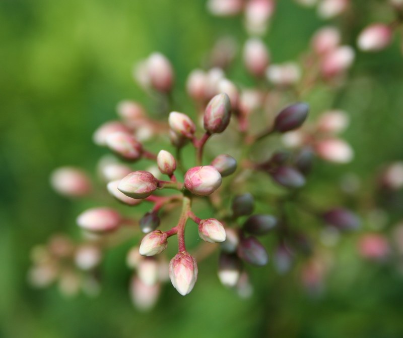 nandina buds pink floral plant natural blossom 4k