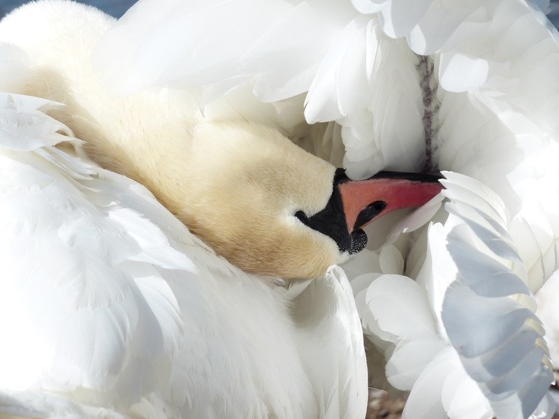 mute swan swan clean bird swim animal cygnus olor 4k