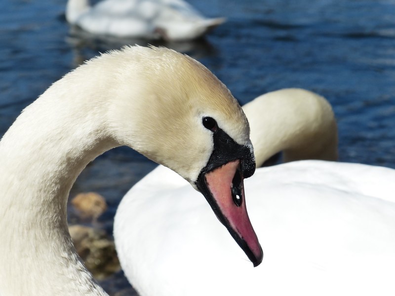 mute swan swan bird river lake waters water swim 4k