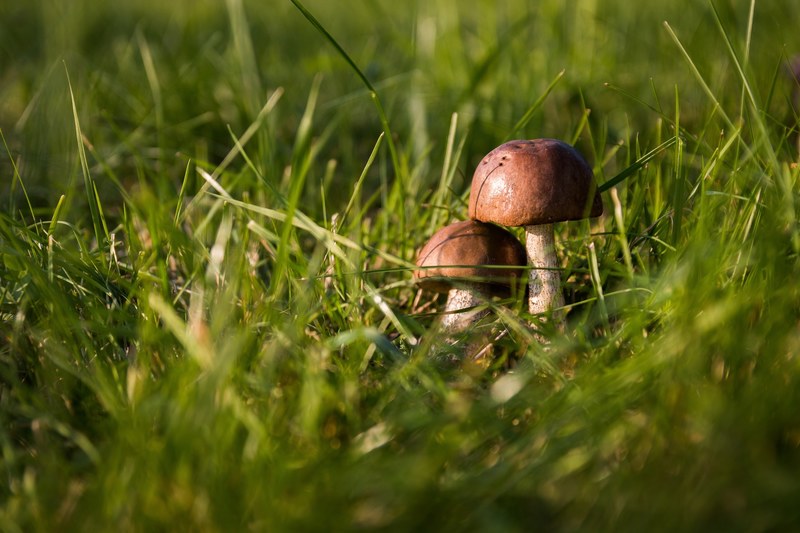 mushrooms autumn forest the collection of collect 4k