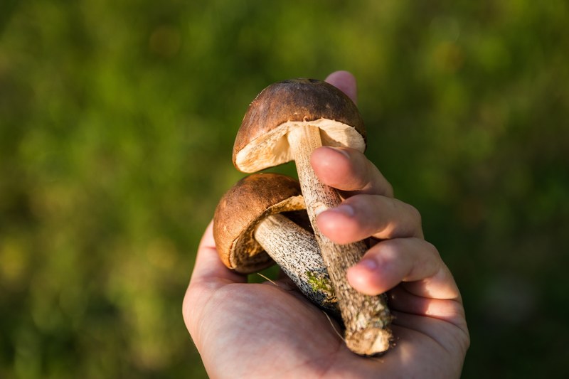 mushrooms forest the collection of collect autumn 4k