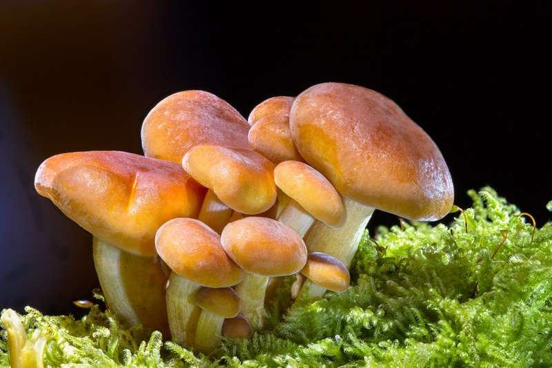 mushroom wood fungus sponge mini mushroom 4k