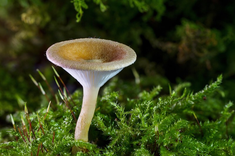 mushroom mini mushroom sponge small mushroom moss 4k