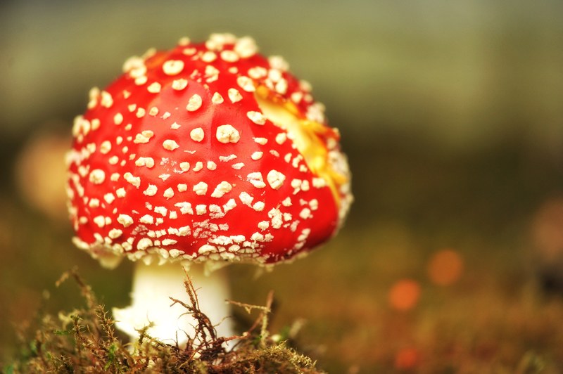 mushroom fly agaric garden moss grass toxic 4k