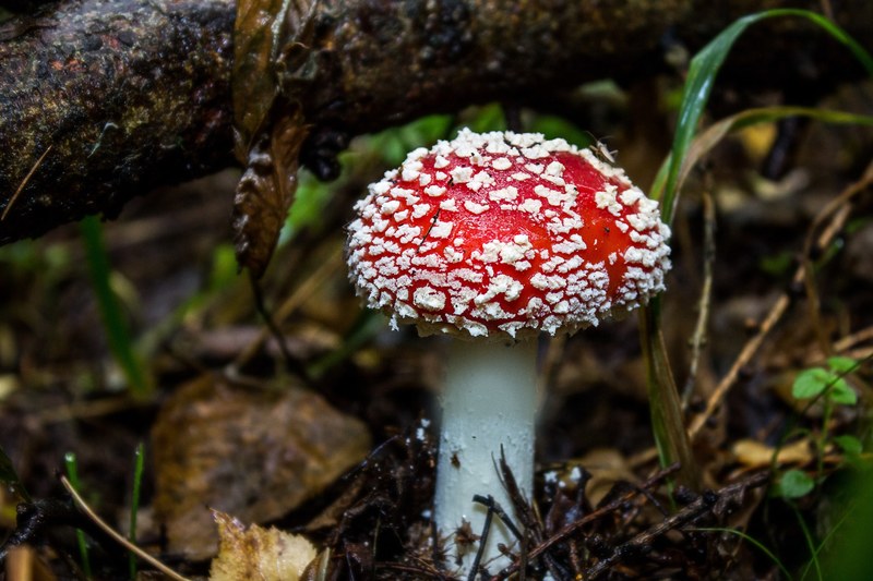 mushroom fly agaric toxic red fly agaric mushroom 4k