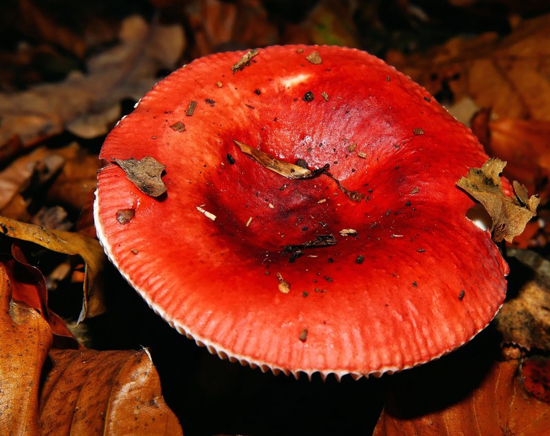 mushroom fly agaric forest forest floor toxic red 4k