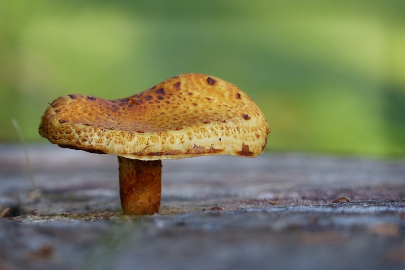 mushroom fungus nature natural group forest 4k