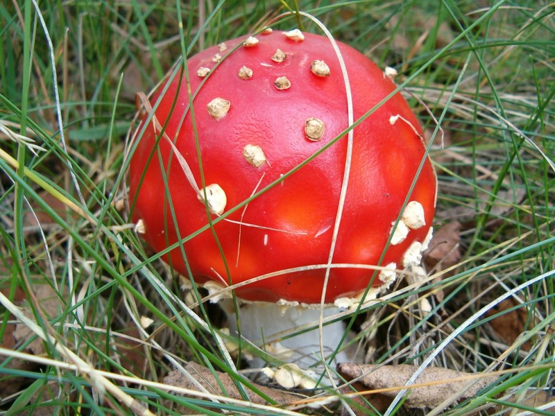 mushroom nature forest amanita mushrooms 4k