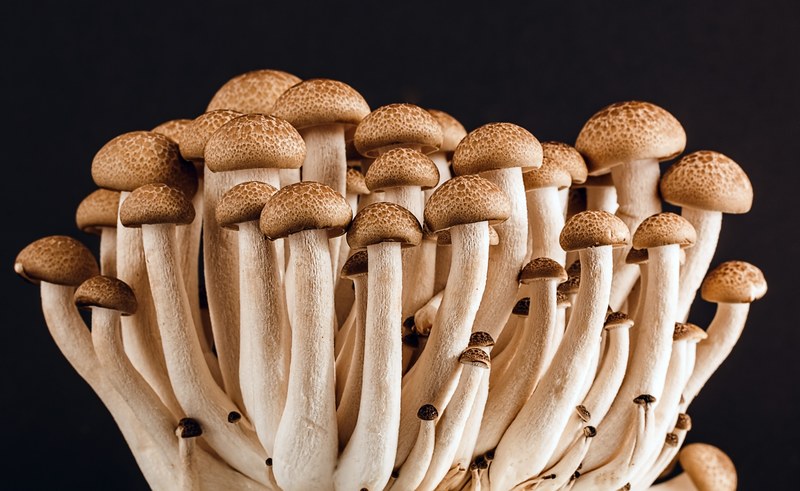 mushroom fungi fungus many food vegetarian 4k