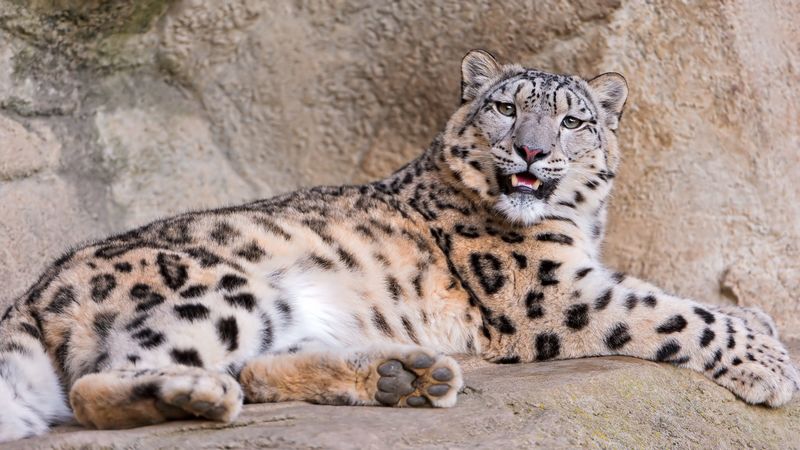 snow leopard, stones lie, teeth, anger, predator, 4k