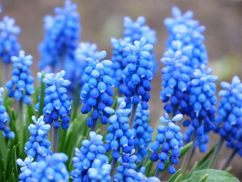 muscari common grape hyacinth blossom bloom flower 4k