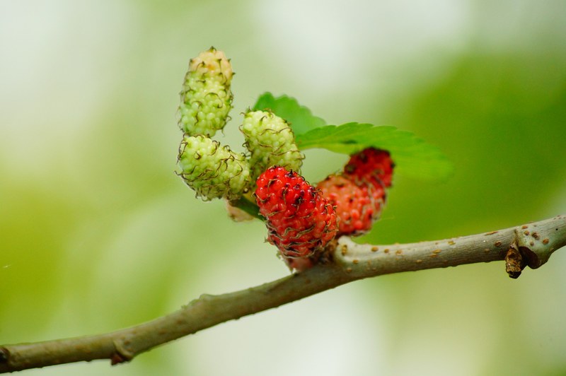 mulberries red fruit berry mulberry sweet fresh 4k