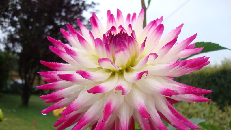dahlia, flower, bright, wet, drop, flowerbed, 4k