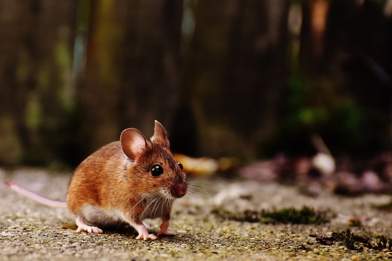mouse rodent cute mammal nager nature animal 4k