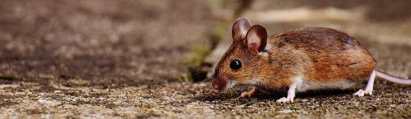 mouse rodent cute mammal nager nature animal 4k