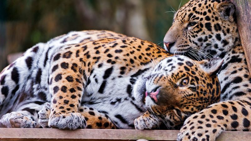 jaguars, couple, predators, care, look, 4k
