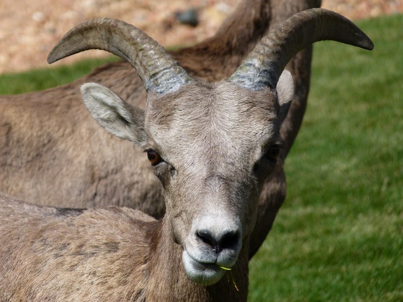 mountain sheep head horn garden animal mammal 4k
