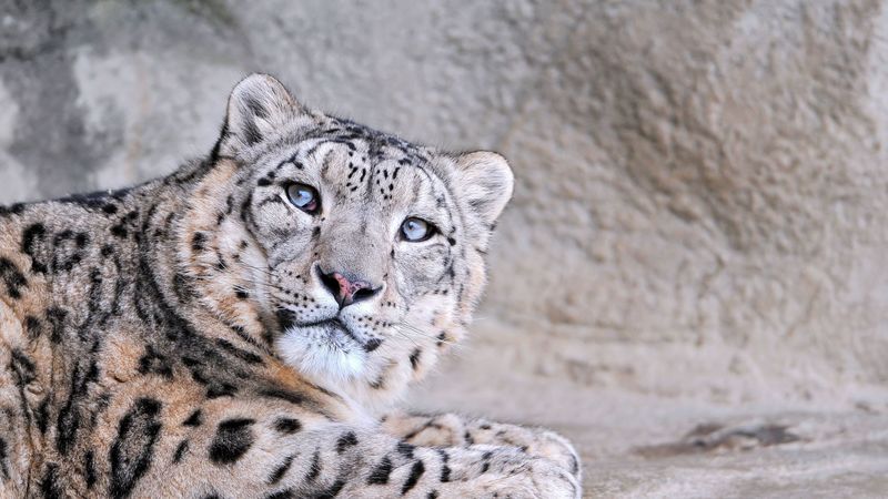 snow leopard, face, eyes, mottled, 4k
