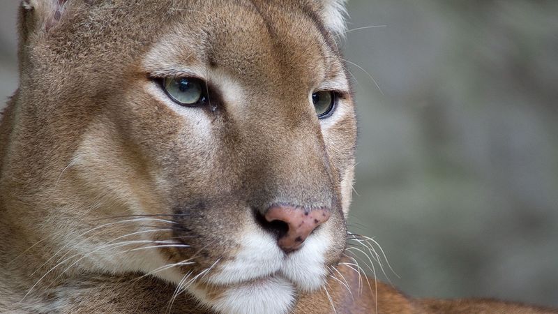puma, eyes, predator, 4k