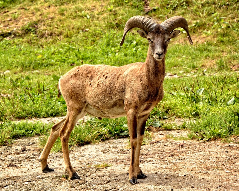 mouflon european mouflon ovis orientalis musimon 4k