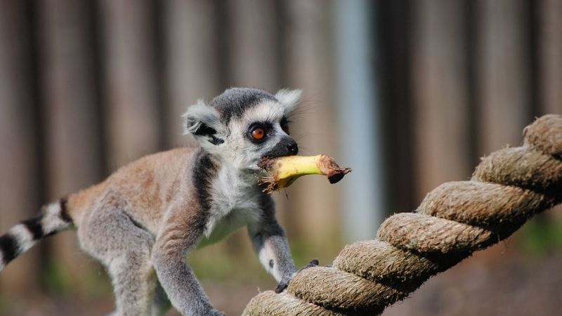 lemur, rope, food, walk, animal, 4k