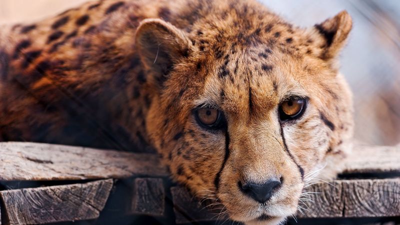cheetah, face, eye, predator, 4k