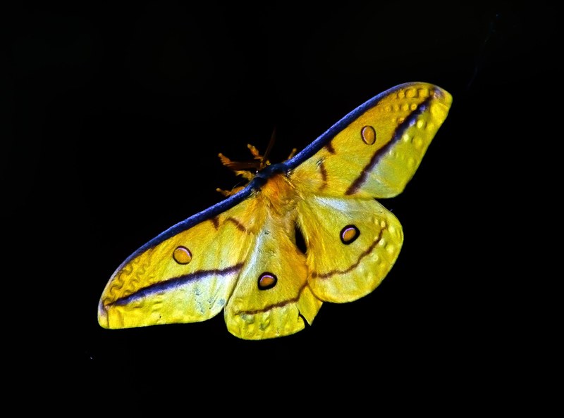 moth large insect yellow black blue pattern bold 4k