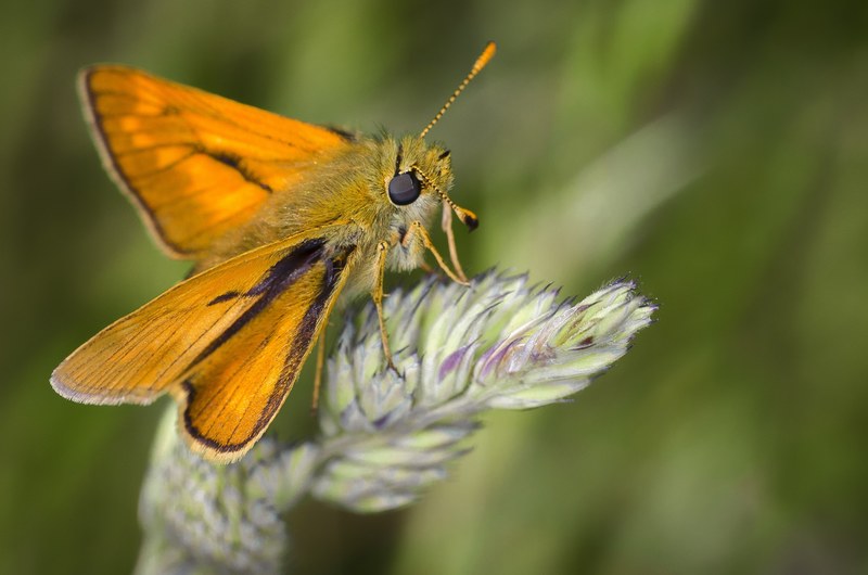 moth nature insect bug macro wild plants orange 4k