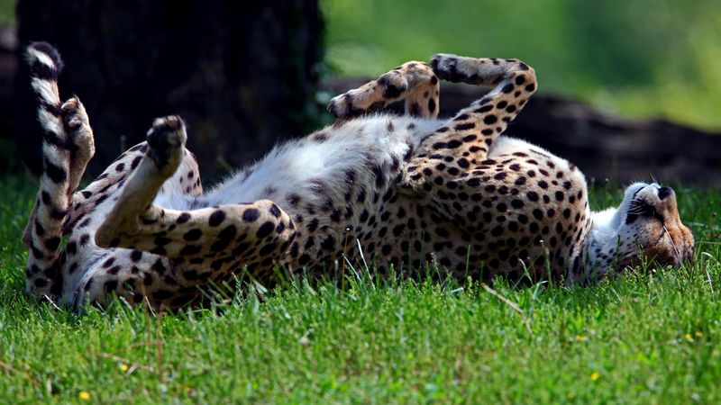 cheetah, grass, tumble, predator, lying, 4k