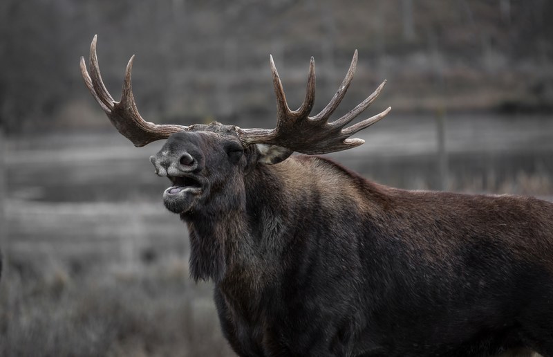 moose bull elk yawns 4k