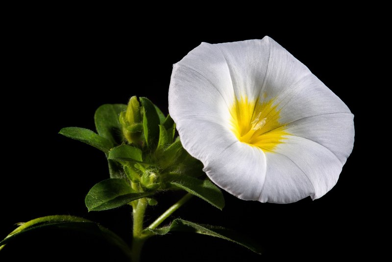 morning glory flower bloom blossom floral white 4k