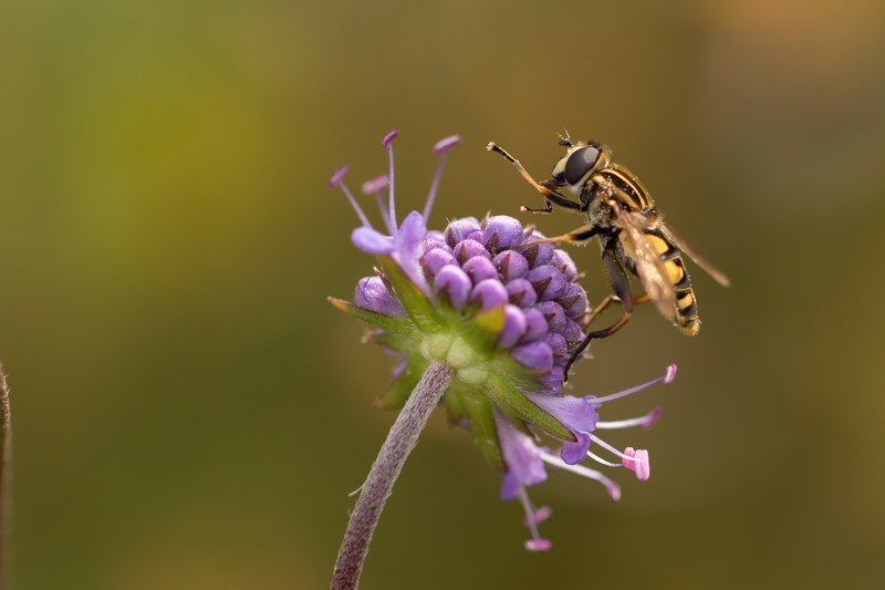 moorabbis swamp marsh plant blossom bloom hoverfly 4k