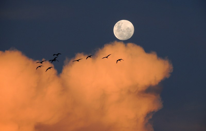 moon sky clouds day birds of day 4k