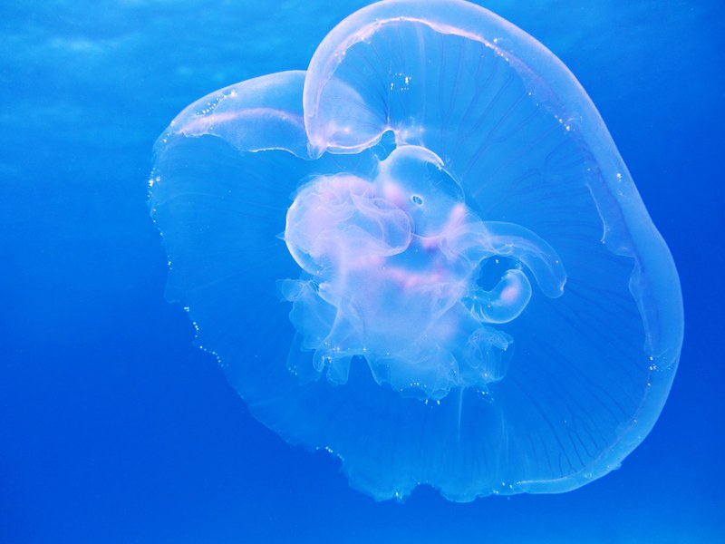 moon jellyfish aurelia aurita schirmqualle also 4k
