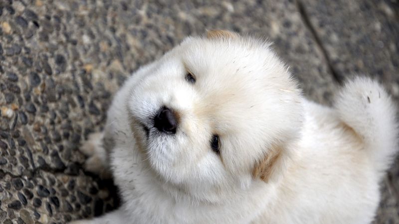 chow chow, puppy, baby, light, 4k