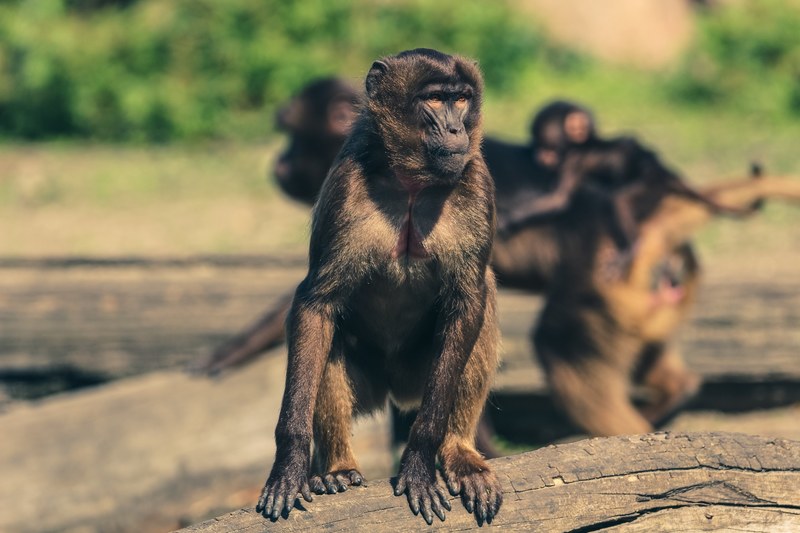 monkey zoo animal world observing tiergarten 4k