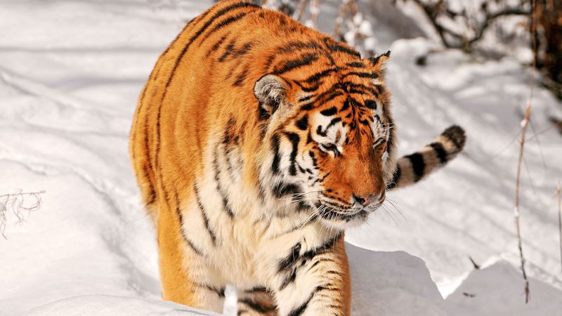 tiger, predator, climbing, snow, 4k