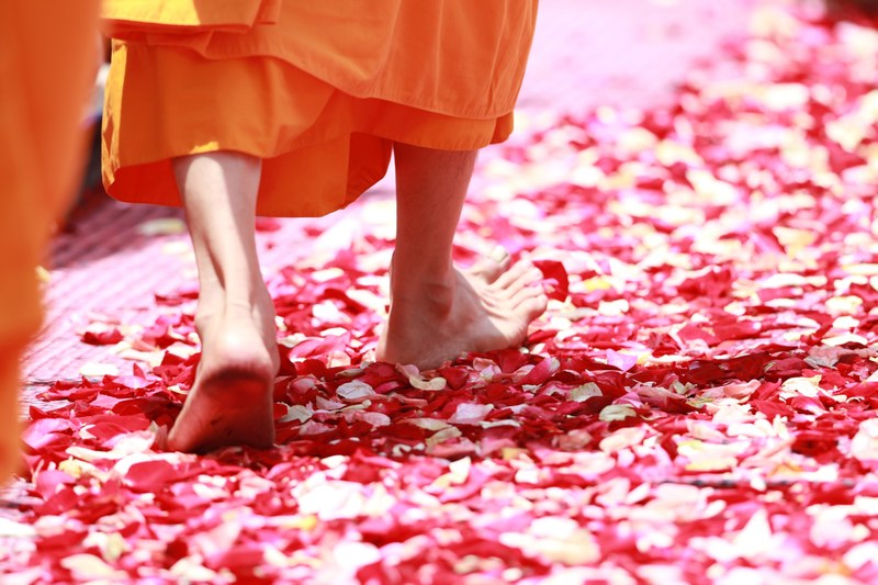 monk walking rose petals buddhism thailand 4k