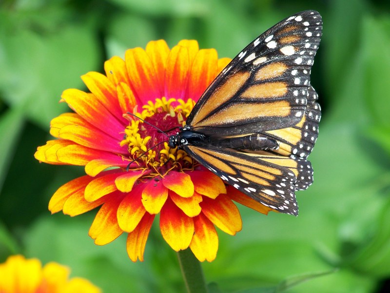 monarch butterfly flower zinnia orange pink red 4k