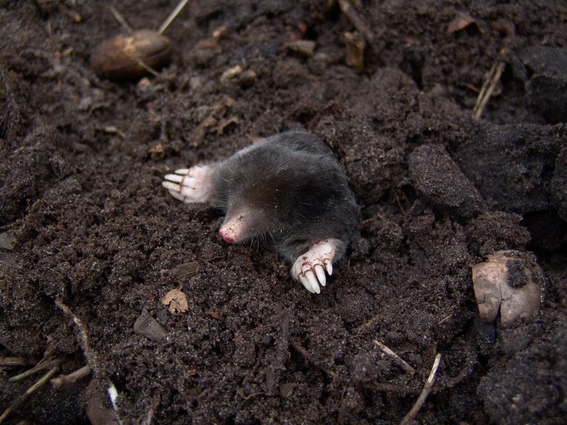 mole nature animals molehills 4k