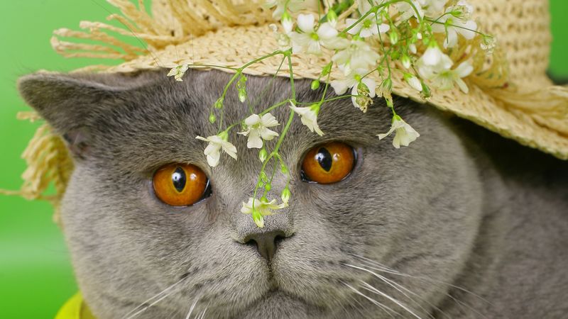 cat, face, briton, hat, flowers, 4k