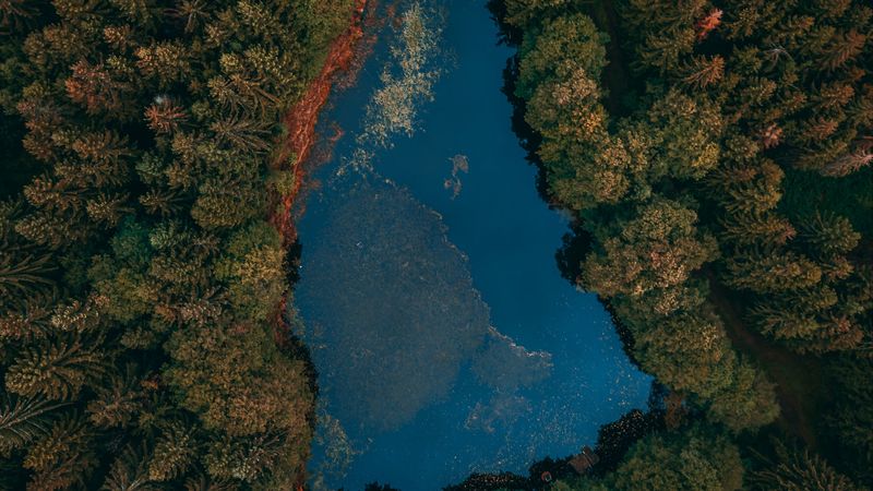 lake, forest, aerial view, 4k