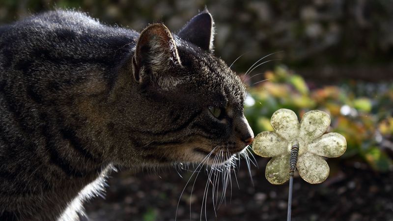cat, face, striped, flower, 4k