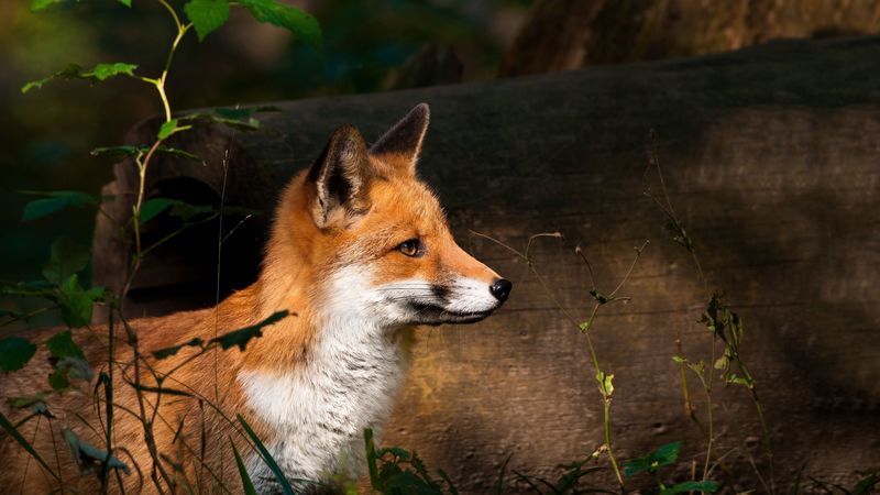 fox, timber, wood, watch, 4k