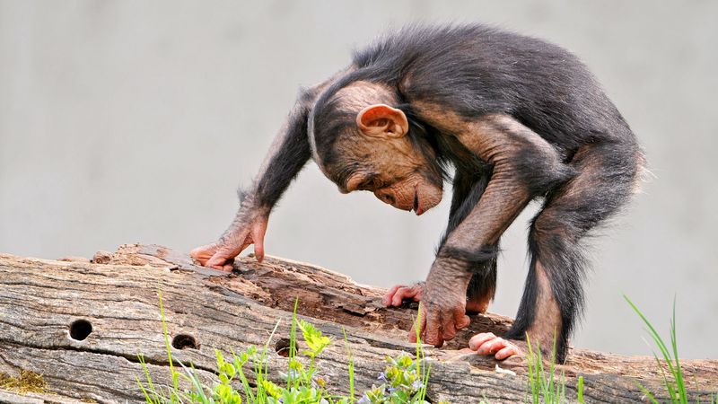 monkey, timber, bark, grass, curiosity, 4k