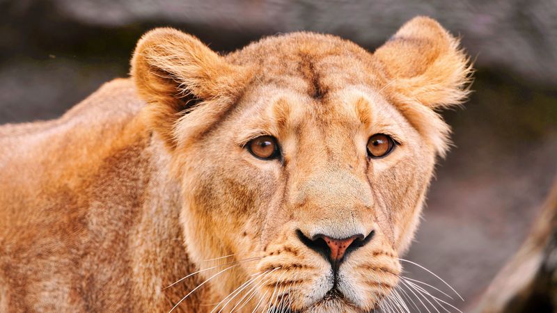 lion, face, predator, big cat, 4k