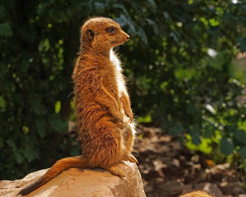 meerkat guards attention keep watch keep an eye out 4k