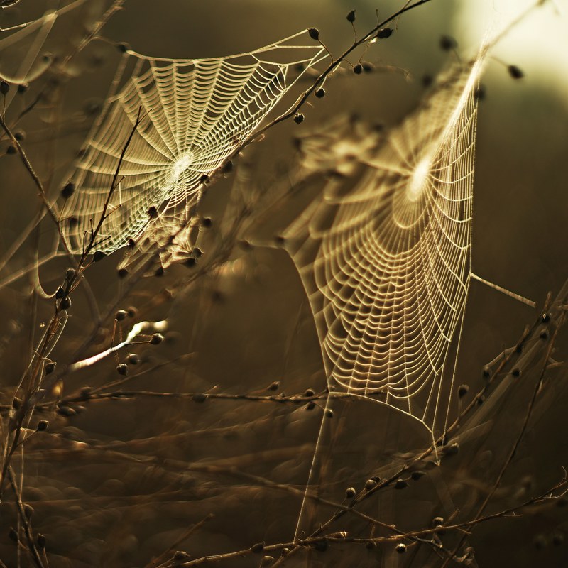 meadow web sunset 4k